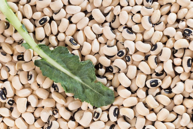 Bonen met zwarte kop Vigna unguiculata