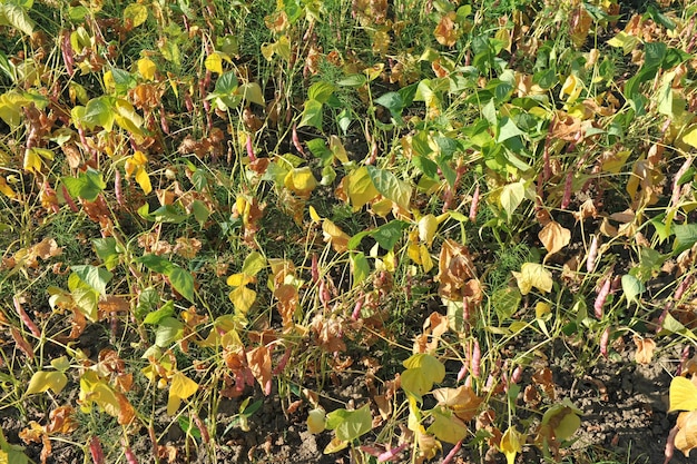 Bonenoogst na droogte