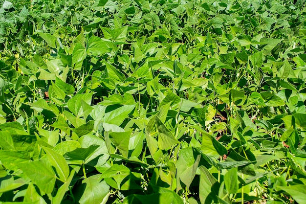 Bonenplantage op zonnige dag