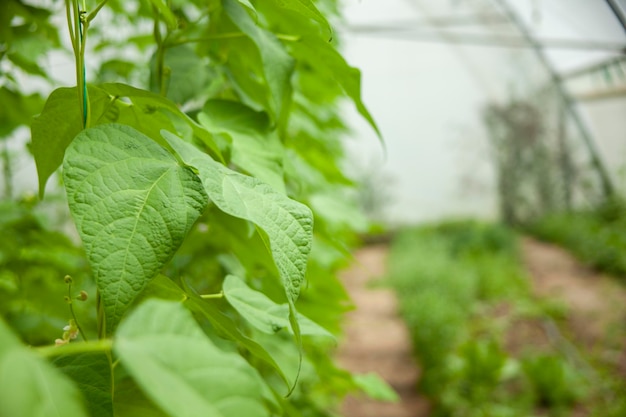 Bonenplanten groeien in de kas