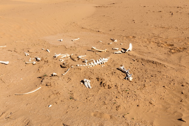 Bones of an animal in the desert