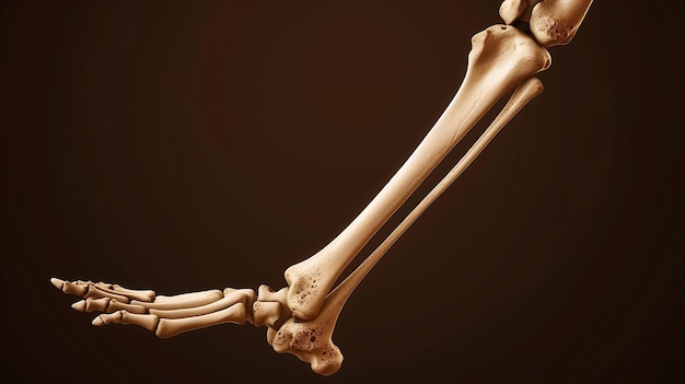 Photo the bones of the arm and leg