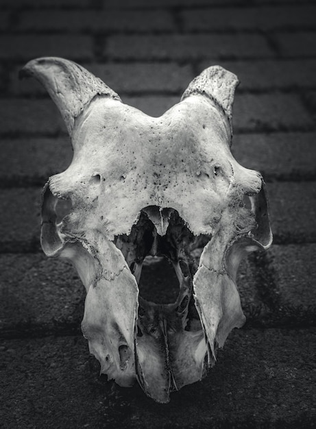 The bones of the skull of a goat with horns closeup