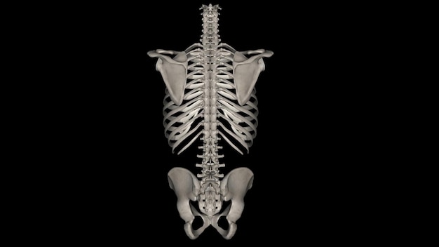 Photo bones of the trunk the 51 trunk bones consist of 26 vertebrae 24 ribs and the sternum