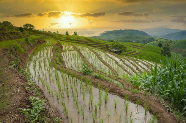 Bong Piang Forest Rijstterrassen, Chiang Mai bij zonsondergang