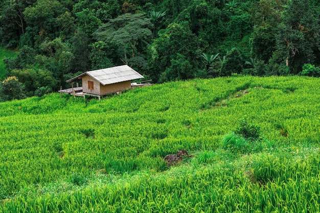 Bongpieng rice terrace on the mountain at chiengmai The most beautiful rice terraces in Thailand