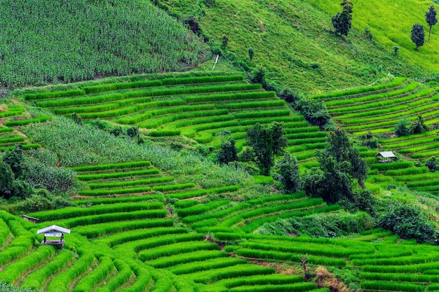 Bongpieng rijstterras op de berg bij chiengmai De mooiste rijstterrassen van Thailand