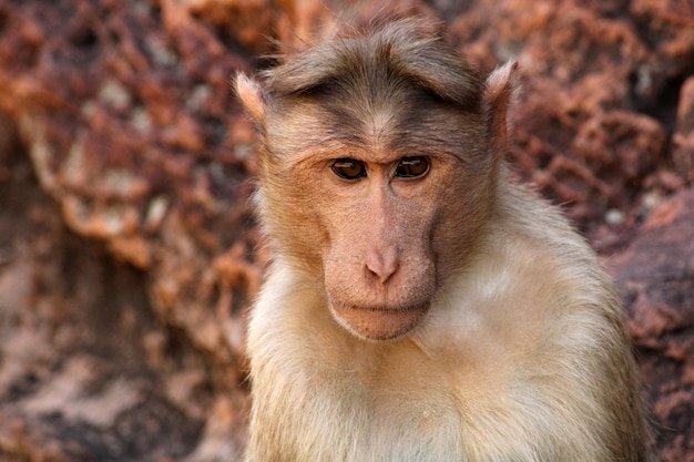 Photo bonnet macaque monkey in badami fort