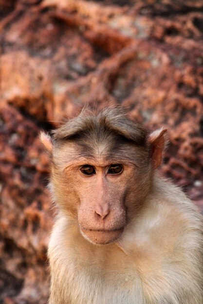 Bonnet Macaque Monkey in Badami Fort