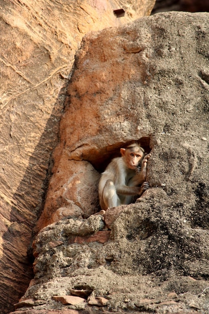 Photo bonnet macaque monkey in badami fort