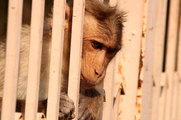 Обезьяна Bonnet Macaque за забором