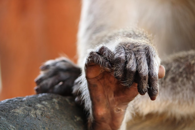 Photo bonnet macaque monkey hand and foot closeup