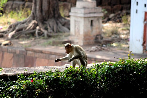 Photo the bonnet macaque monkey is sitting in the garden.