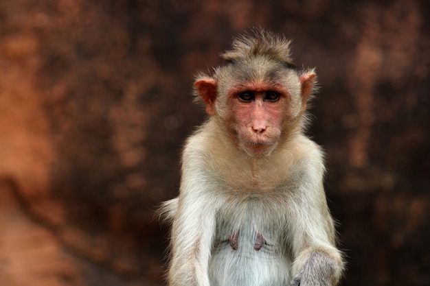 Bonnet Macaque Monkey With Copyspace