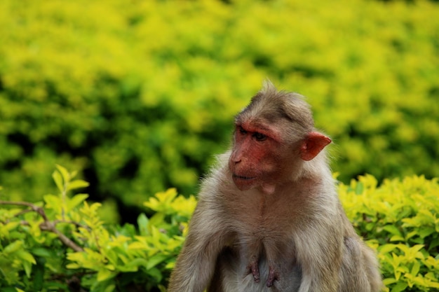 Bonnet Macaque Monkey With Copyspace