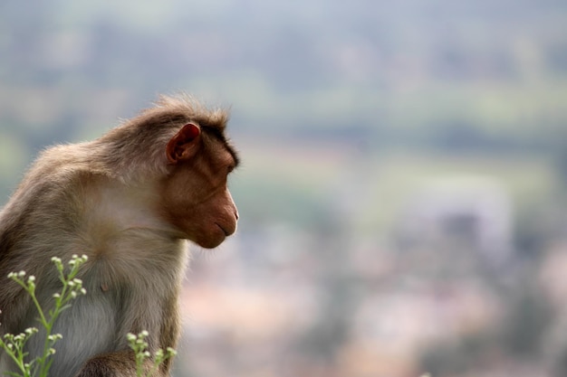 Bonnet Macaque Monkey With Copyspace