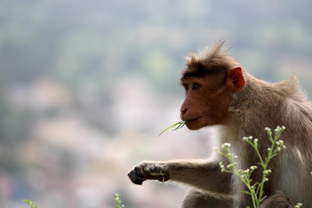 Photo bonnet macaque monkey with copyspace