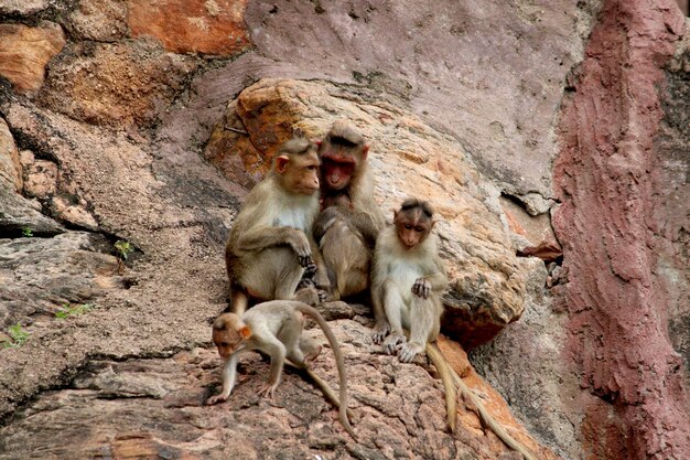 Bonnet Macaque Monkey With Family