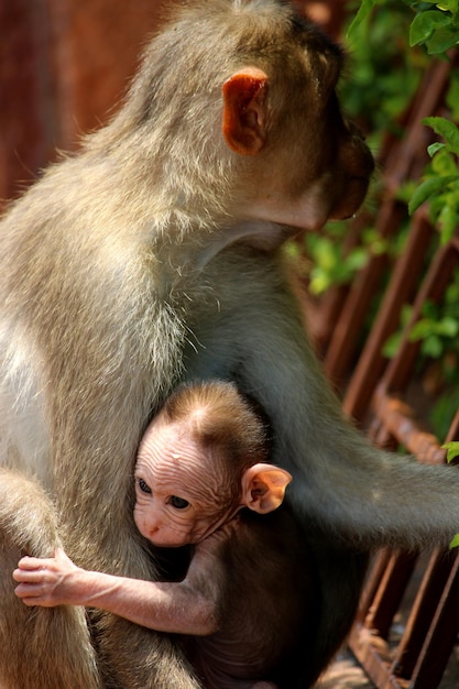 Bonnet macaque with baby in the Badami Fort