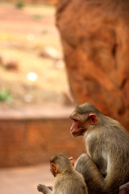 Photo bonnet macaque with baby monkeys in badami fort