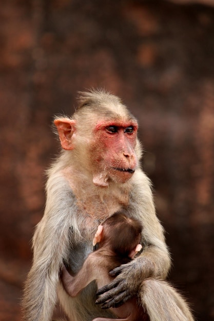 Photo bonnet macaque with baby monkeys in badami fort