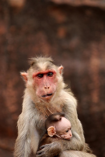 Photo bonnet macaque with baby monkeys in badami fort