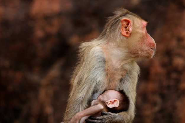 Bonnet makaak met baby apen in Badami Fort