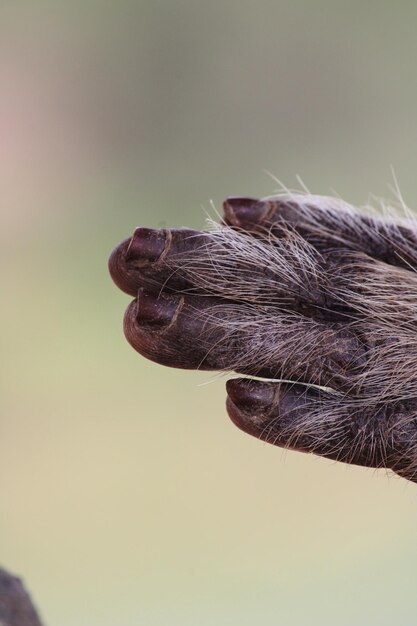 Foto bonnet makaak monkey hand met copyspace