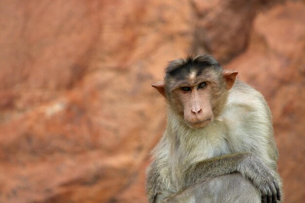 Bonnet makaak Zati in het Badami Fort