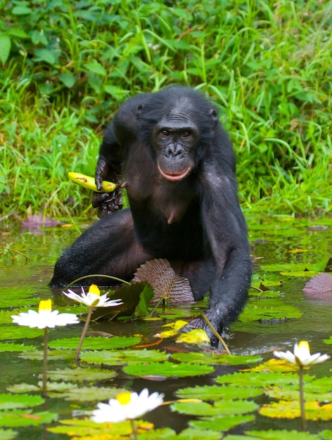 Bonobo는 물속에서 허리까지 깊숙이 음식을 구하려고합니다. 콩고 민주 공화국. Lola Ya Bonobo 국립 공원.