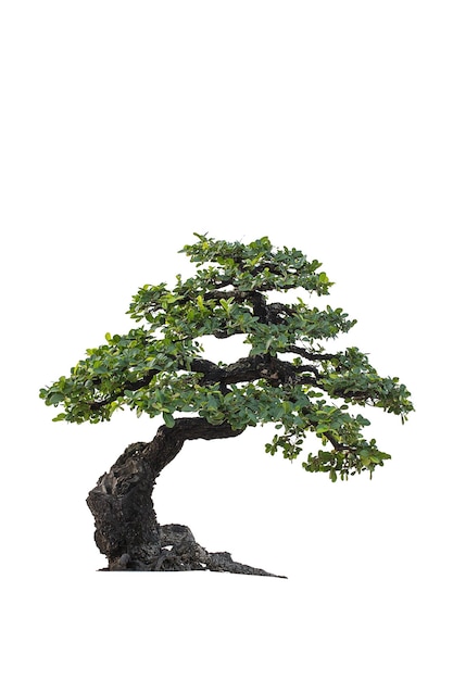 bonsai bomen