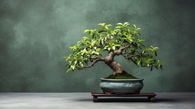 bonsai boom bonsai in een pot op een donkere muur