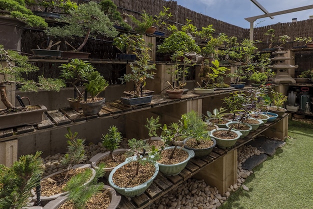 A bonsai farm on the terrace