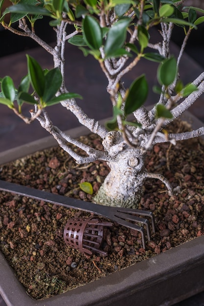 분재 ficus retusa