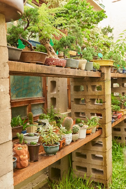 Bonsai kwekerij met diverse soorten