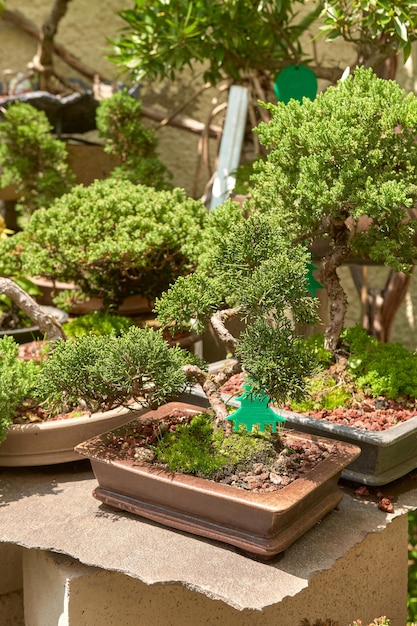 Bonsai nursery with variety of species