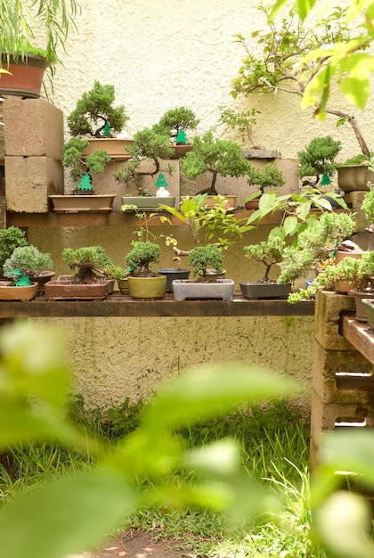 Bonsai nursery with variety of species