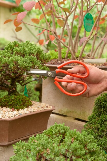 Bonsai nursery with variety of species