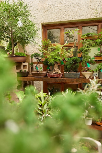 Bonsai nursery with variety of species