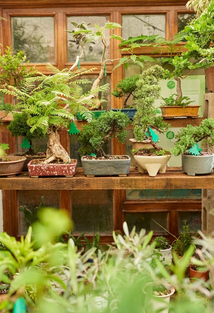 Bonsai nursery with variety of species