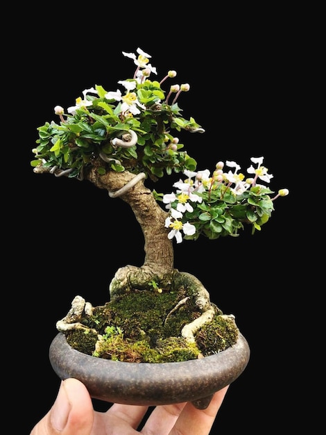 Bonsai op een houten oppervlak met zonlicht dat door een horizontale blind schijnt