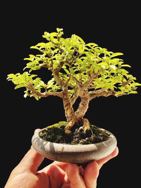 Bonsai op een houten oppervlak met zonlicht dat door een horizontale blind schijnt