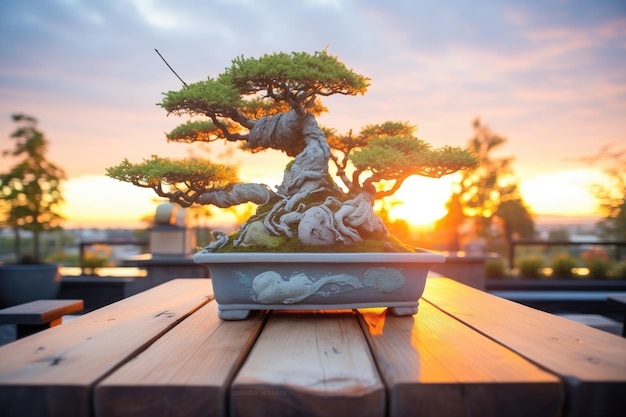 Bonsai in an outdoor setting during sunrise