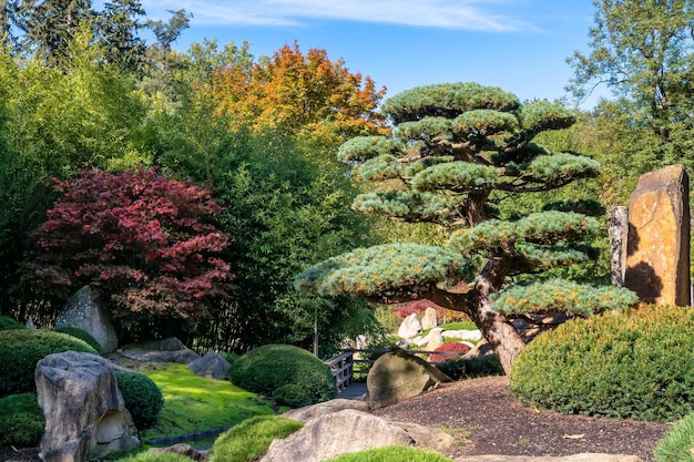 Bonsai pine tree a Japanese garden