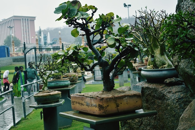 A bonsai plant