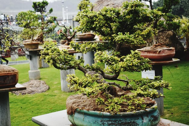 A bonsai plant