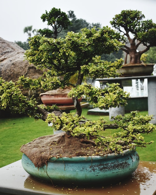 ボンサイ の 植物