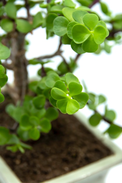 Bonsai portulacaria isolato su uno sfondo bianco portulacaria afra o elephant bush