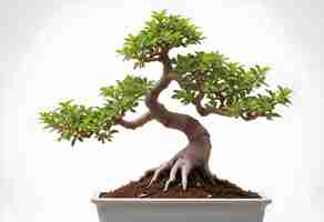 Photo bonsai portulacaria isolated on a white background