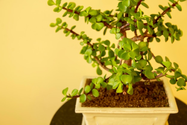 Bonsai portulacaria portulacaria afra o elephant bush è una succulenta a foglia piccola